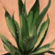 Thumbnail image for Wangechi Mutu & My Agave